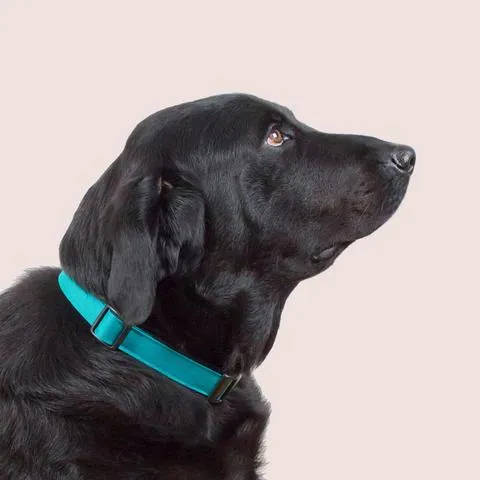 Dog Starter Kit (Drop-Ship)